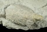 Cystoid (Holocystites) Fossil - Napolean, Indiana #186790-1